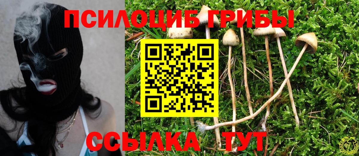 Псилоцибиновые грибы Psilocybine cubensis Советская Гавань